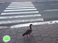 זהירות! ברווזים חוצים… כביש