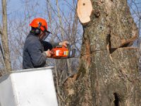 על מה חשוב להקפיד כשמבצעים גיזום עצים?