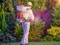 פרעושים – איך להיפטר מהפרעושים בחצר